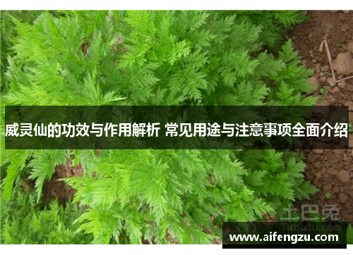 威灵仙的功效与作用解析 常见用途与注意事项全面介绍